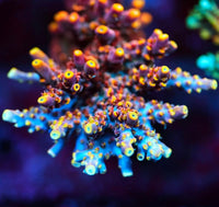 Bollywood Acropora Coral