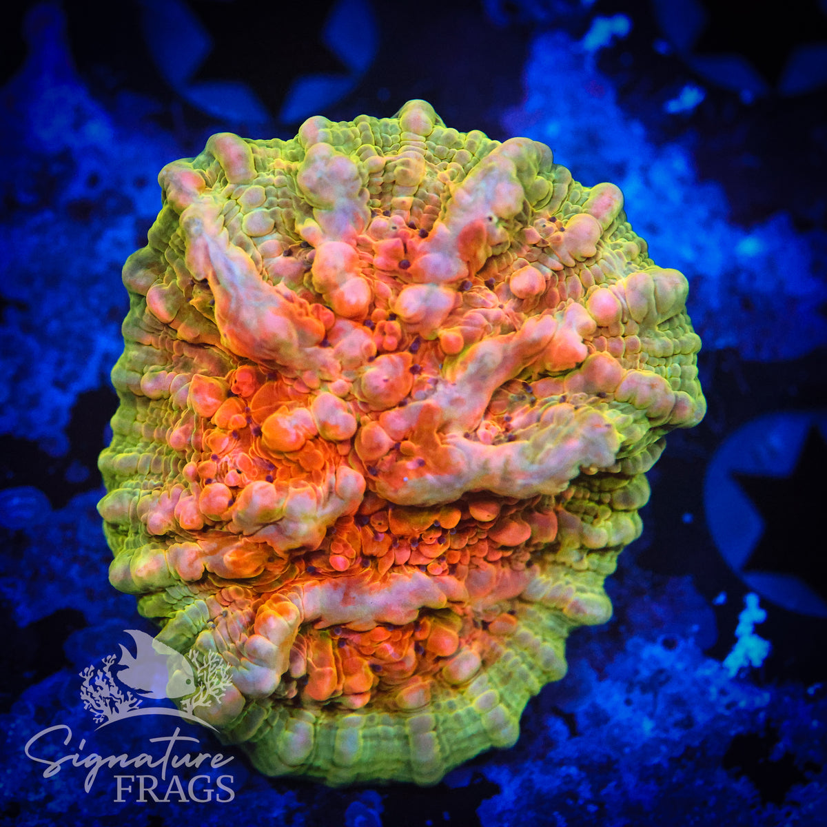 Bounce Chalice
