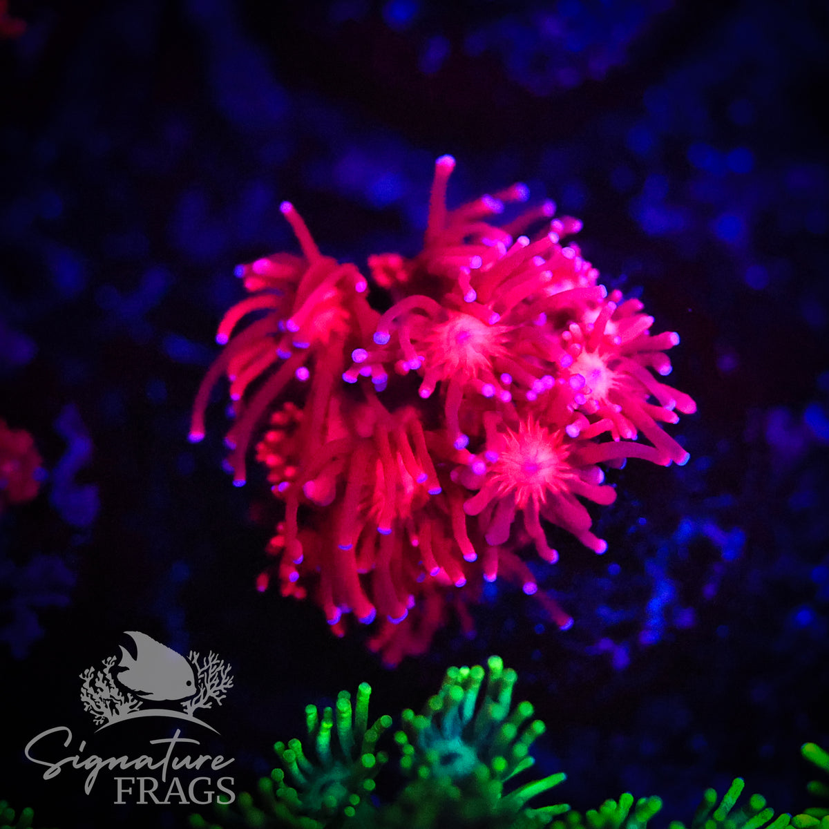 Bright Red Goni