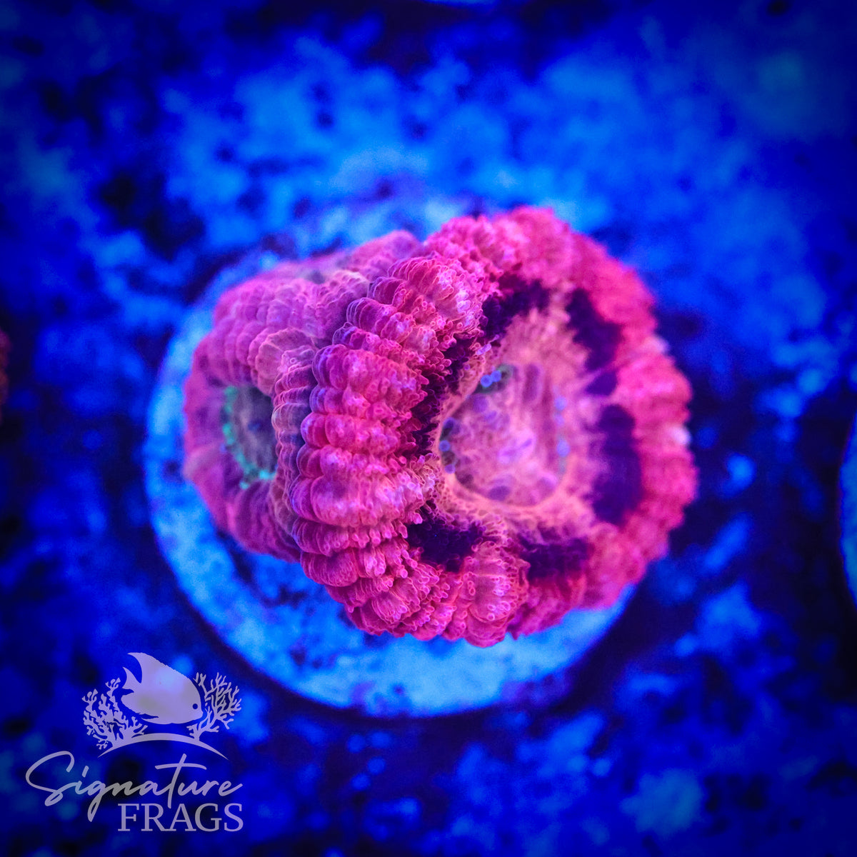 Bubble Gum Pink Micromussa Lord (Acan Lord)