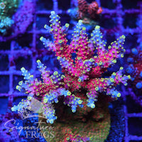Bubble Yum Acropora Coral