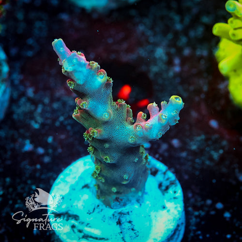 Bubble Yum Acropora Coral, variant 2