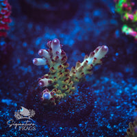Frag 1