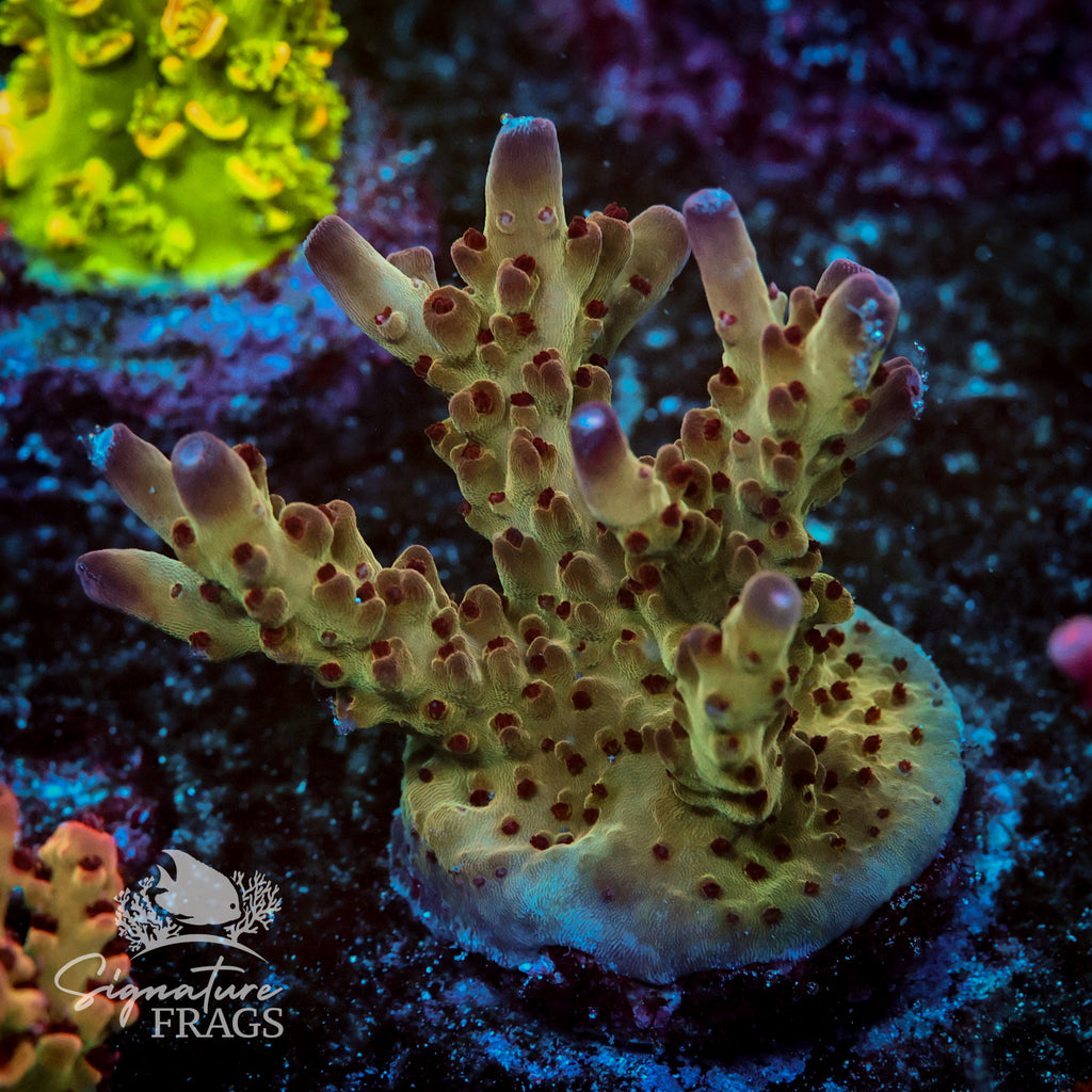 Budgie Smugler Acropora WYSIWYG frag 1