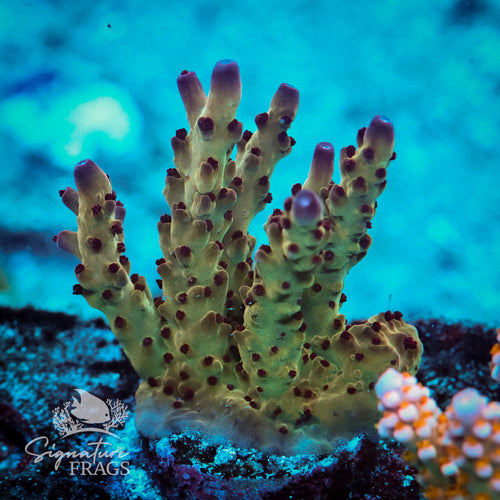 Budgie Smugler Acropora WYSIWYG frag 2