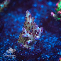 Frag 4