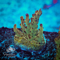 Frag 4