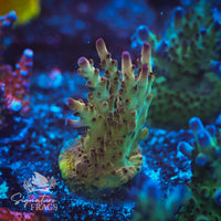 Frag 8