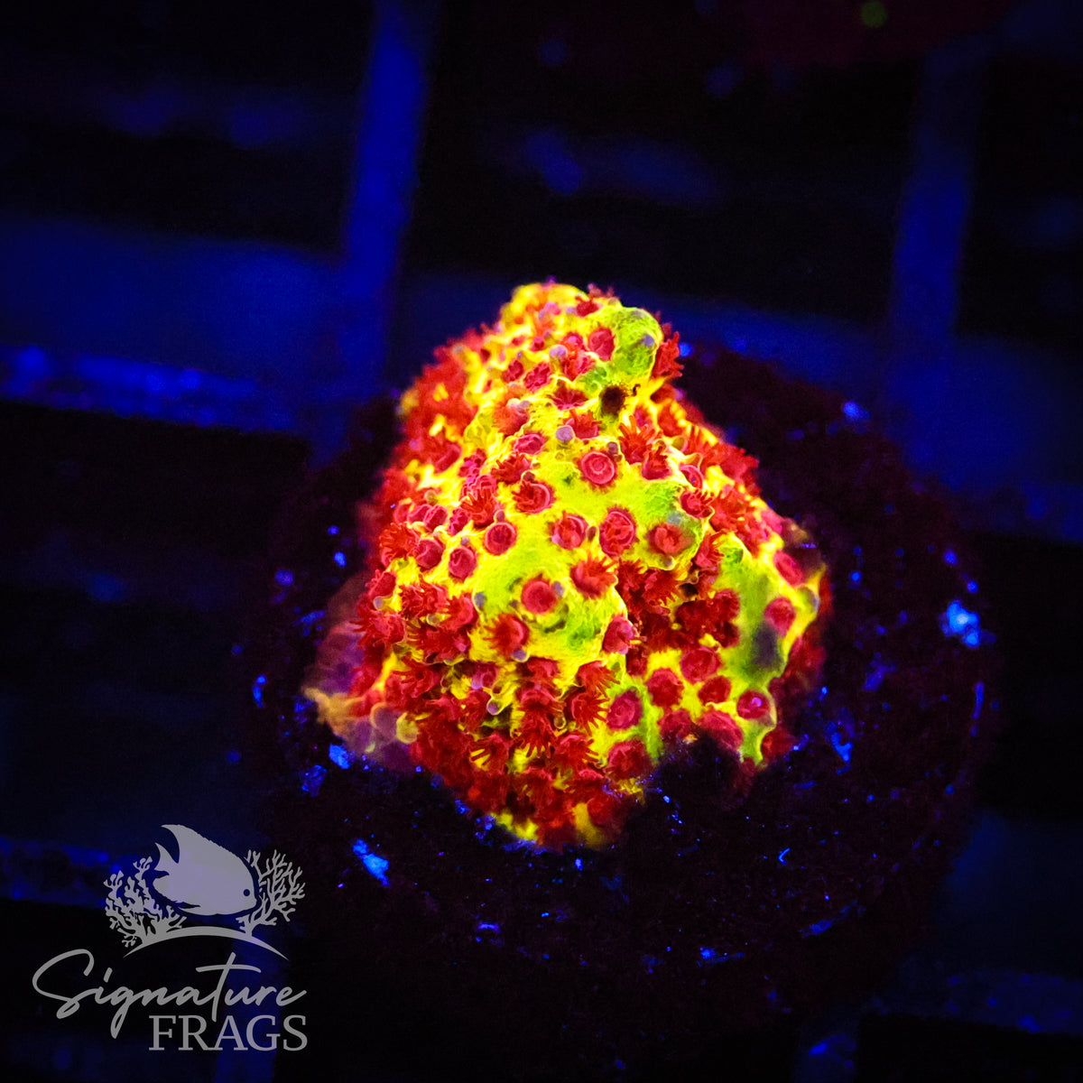 Burning Banana Stylocoeniella