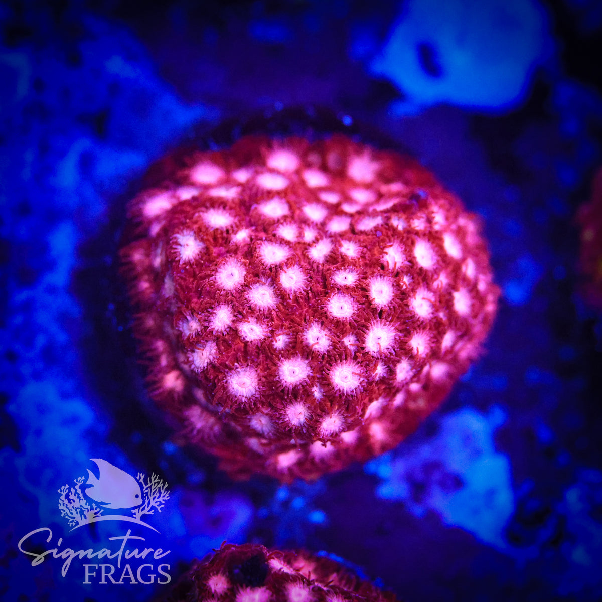 Candy Land Cyphastrea