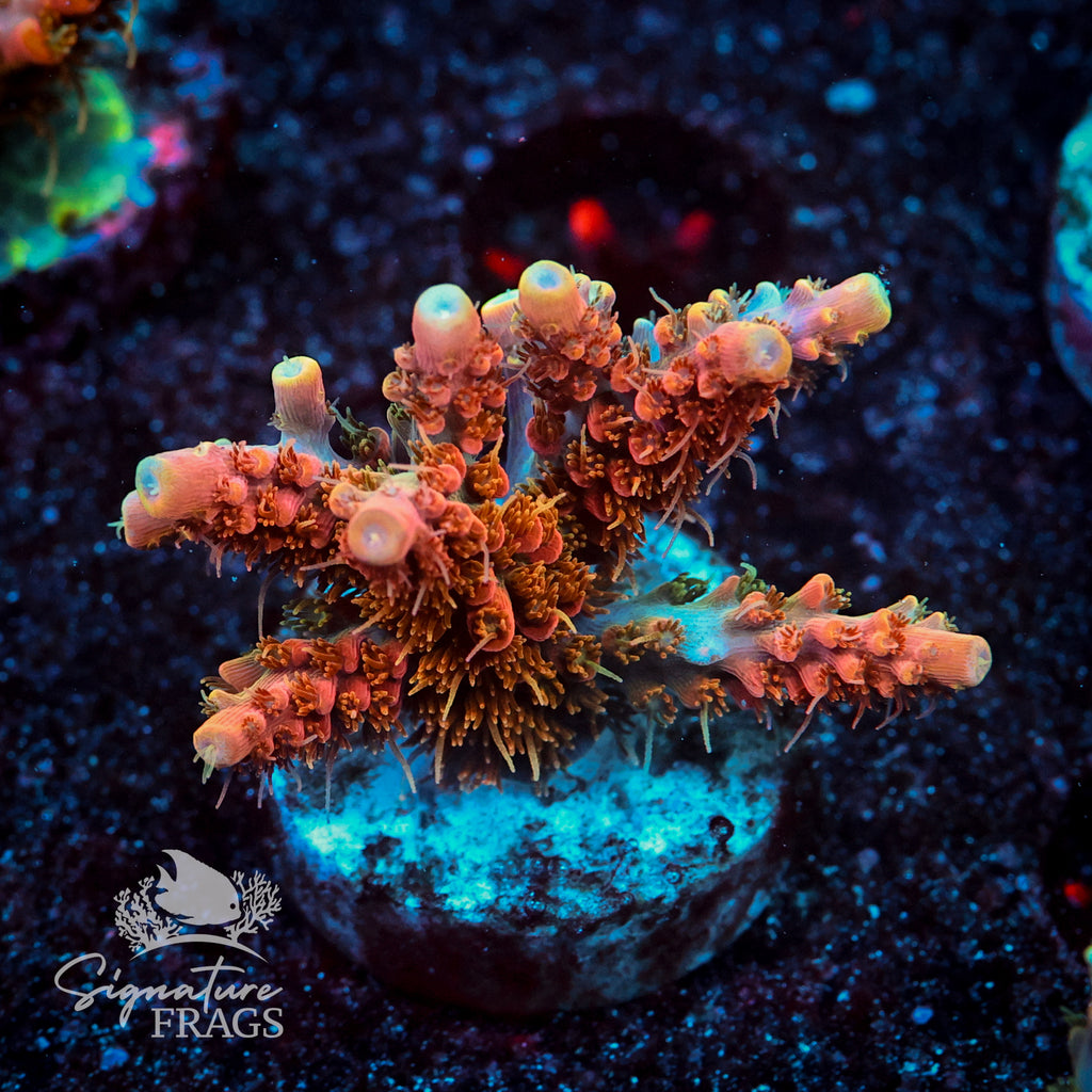 CC Voodoo Magik Acropora WYSIWYG frag 1