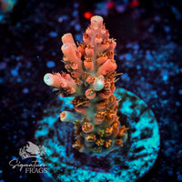 Frag 3