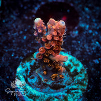 Frag 5