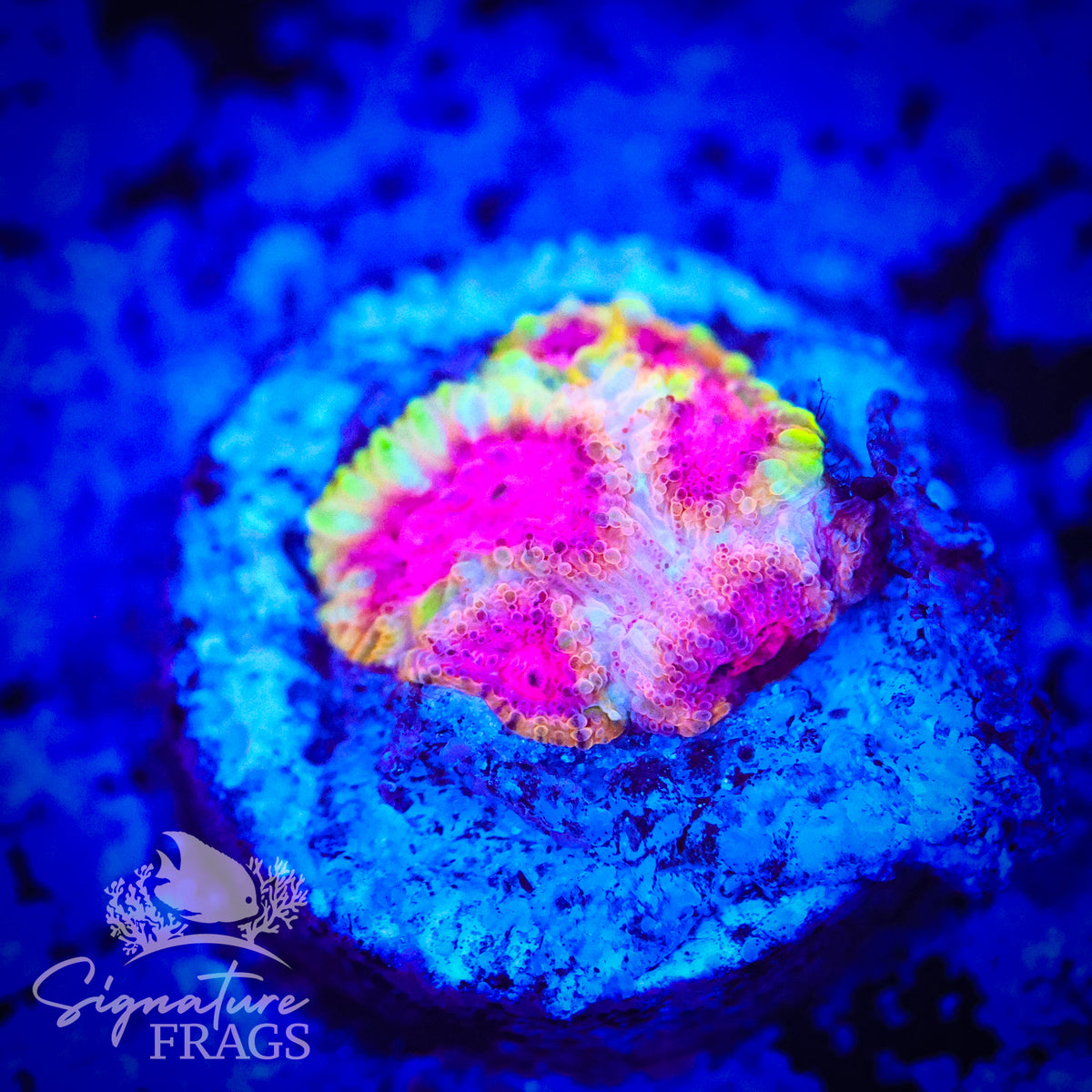 Cherry Blossom Favia