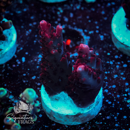 Cherry Red Acropora WYSIWYG frag 2