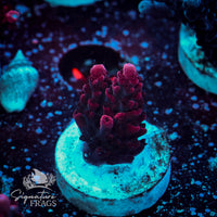 Frag 3
