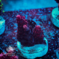 Frag 8