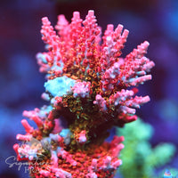 Cinderella Acropora Coral