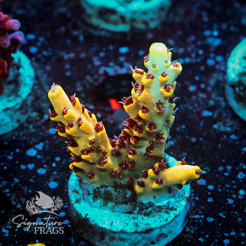 Citrus Crush Acropora WYSIWYG frag 1