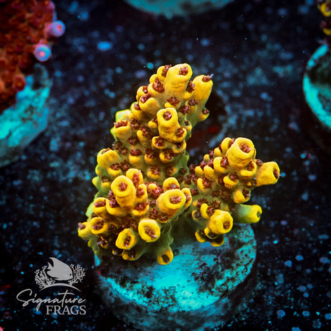 Citrus Crush Acropora WYSIWYG frag 2