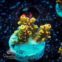 Frag 3