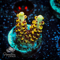 Frag 4