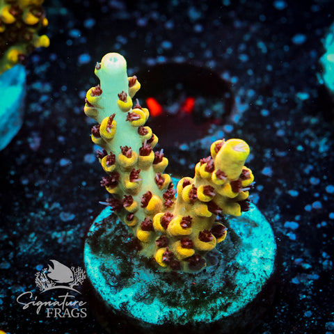 Citrus Crush Acropora WYSIWYG frag 5