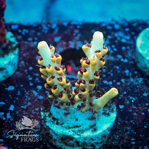Citrus Crush Acropora WYSIWYG frag 7