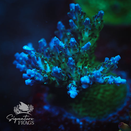 Deep Blue Nana