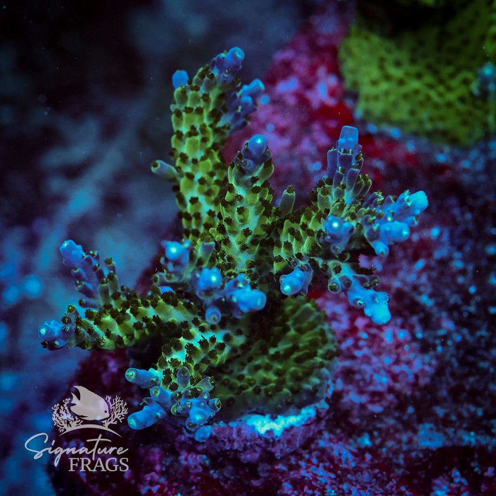 Deep Blue Nana Acropora WYSIWYG frag 1