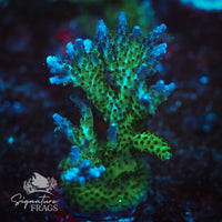 Frag 4