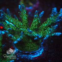 Frag 5