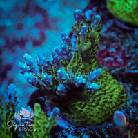Frag 5
