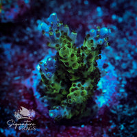 Frag 6