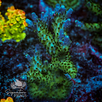 Frag 7