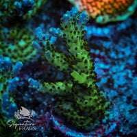 Frag 8