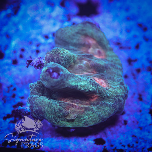Deep Rainbow Pectinia Coral, variant 1