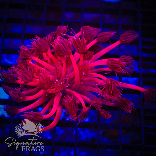 Deep Red Goniopora