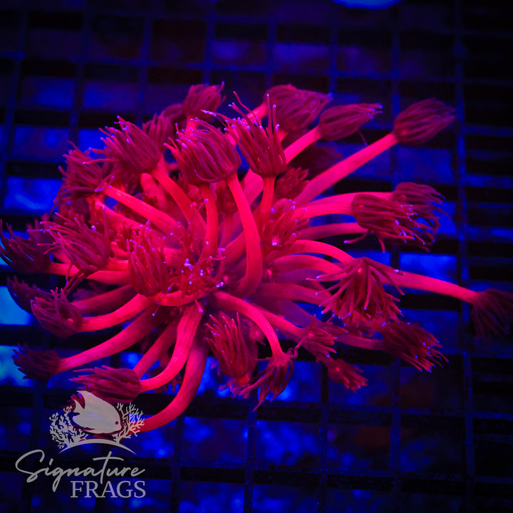 Deep Red Goniopora