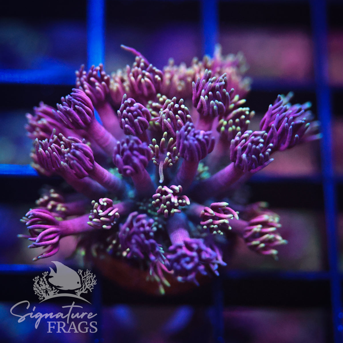 Dirty Rainbow Goniopora