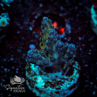 Frag 1