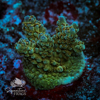 Frag 10
