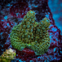 Frag 2