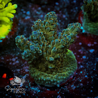 Frag 3