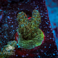 Frag 4