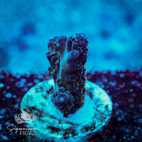 Frag 5