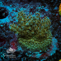 Frag 9