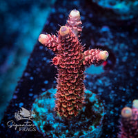 Frag 1