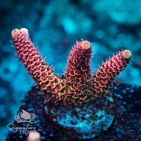 Dragon Rider Acropora WYSIWYG frag 2