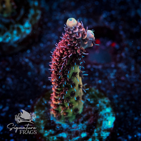 Dragon Rider Acropora WYSIWYG frag 5